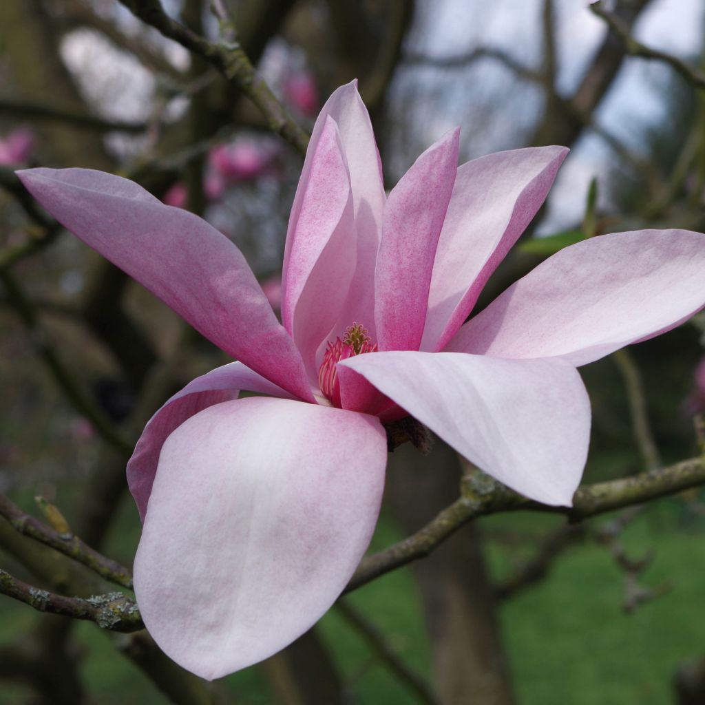 Magnolia Star Wars - Magnolia campbellii (x) liliiflora