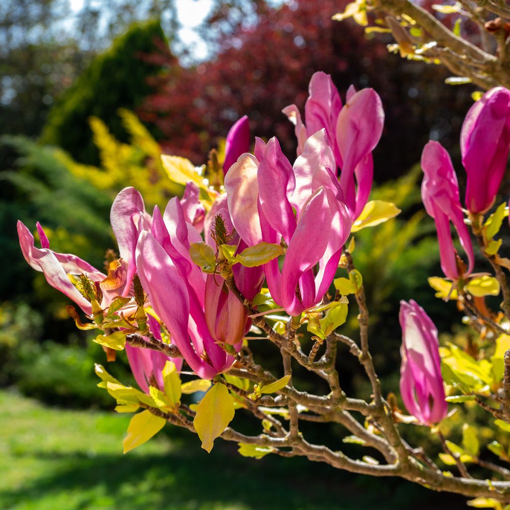 Magnolia Susan