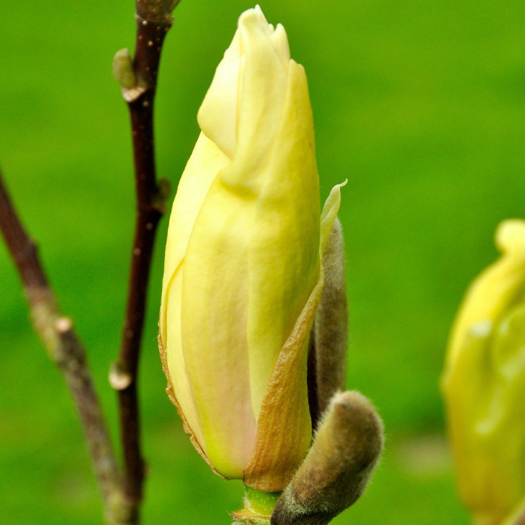 Magnolia Yellow Lantern