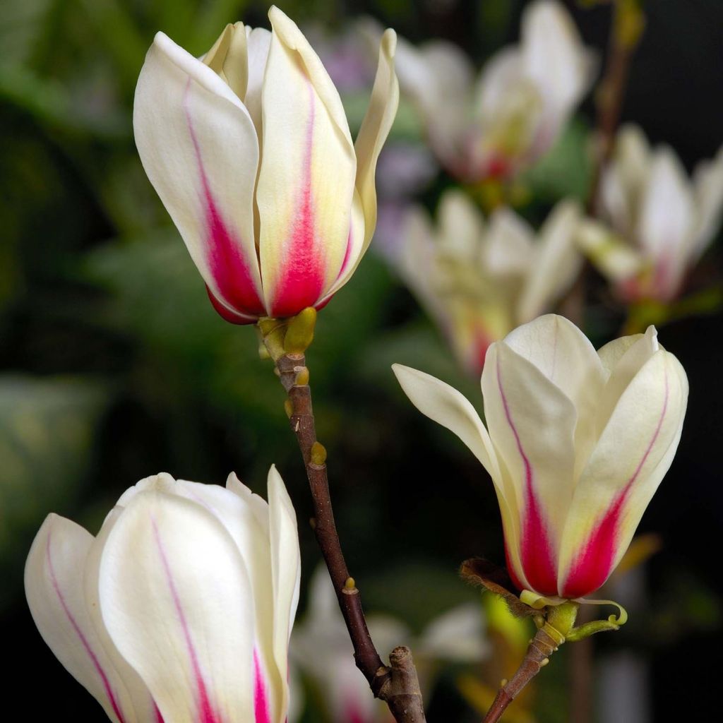 Magnolia denudata Sunrise