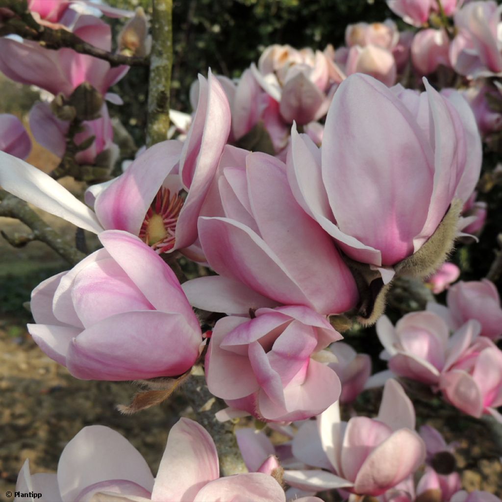 Magnolia denudata Festirose