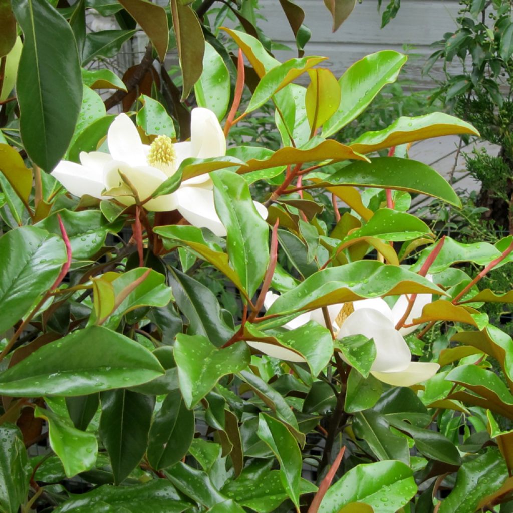 Magnolia grandiflora Bracken's Brown Beauty - Laurier-tulipier