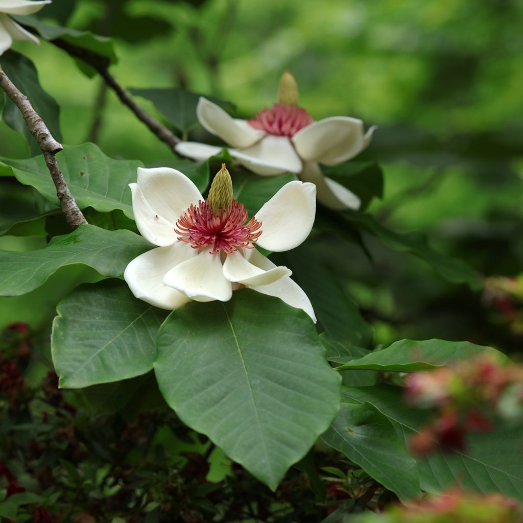 Magnolia hypoleuca