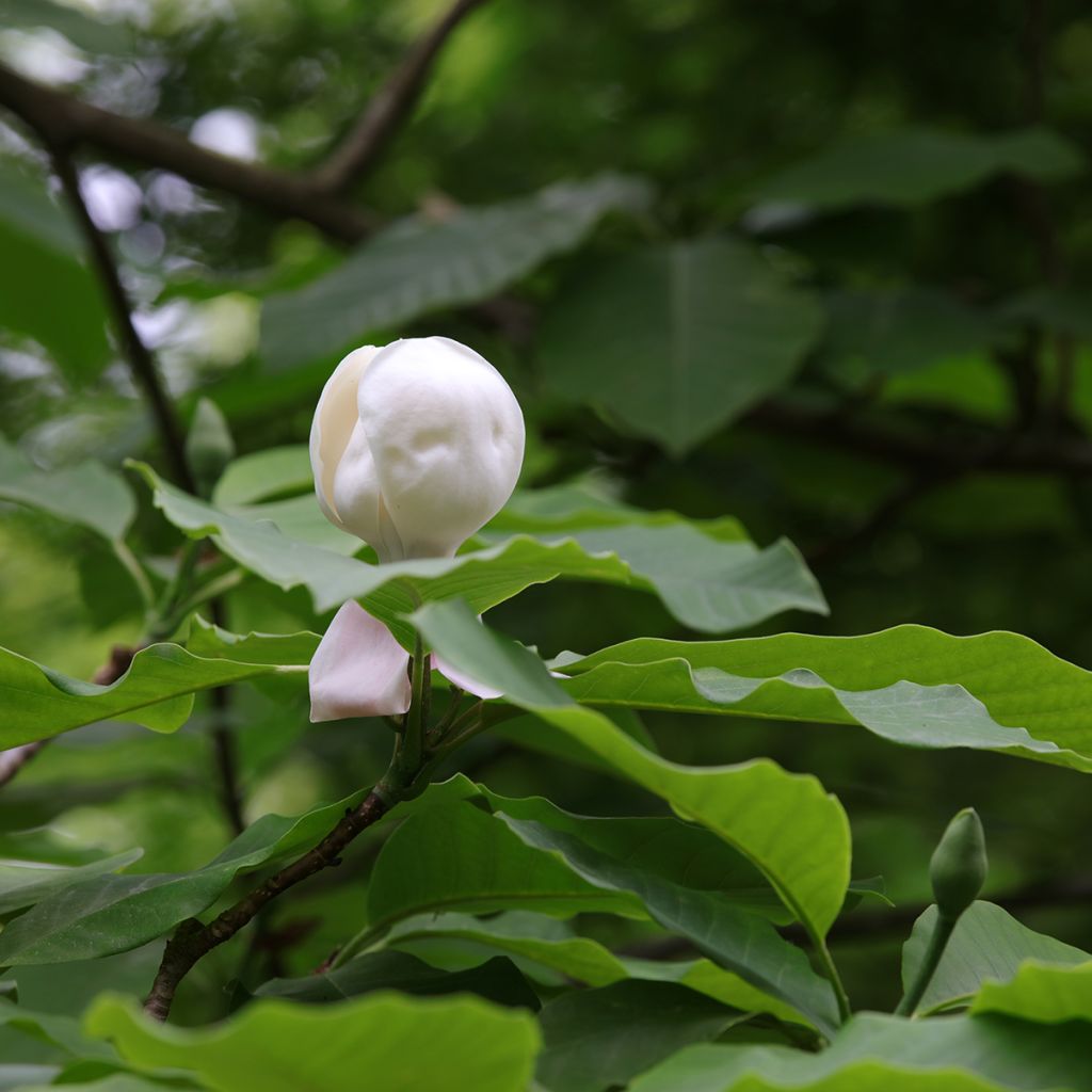 Magnolia hypoleuca