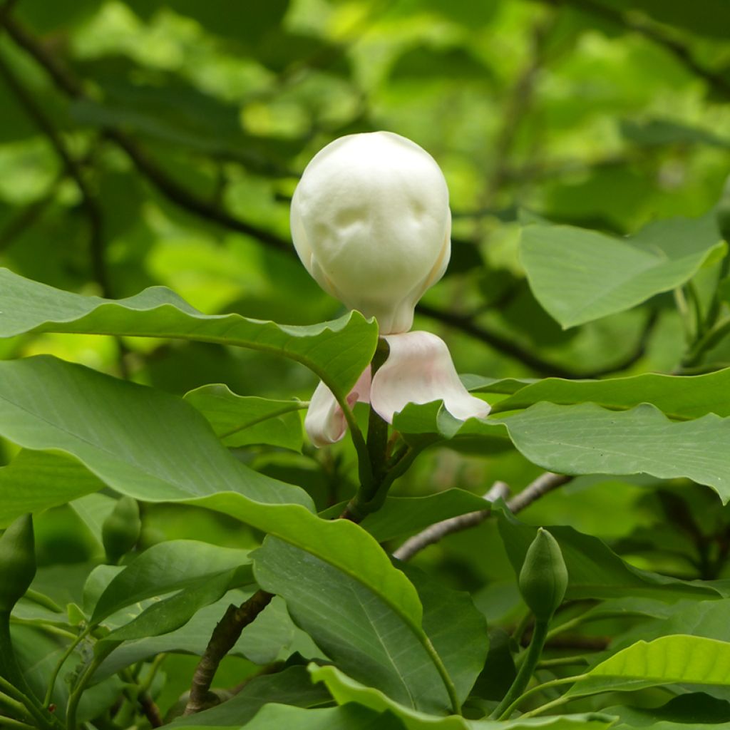 Magnolia hypoleuca