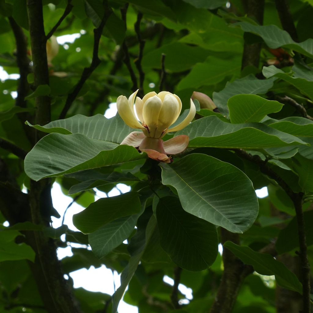 Magnolia hypoleuca