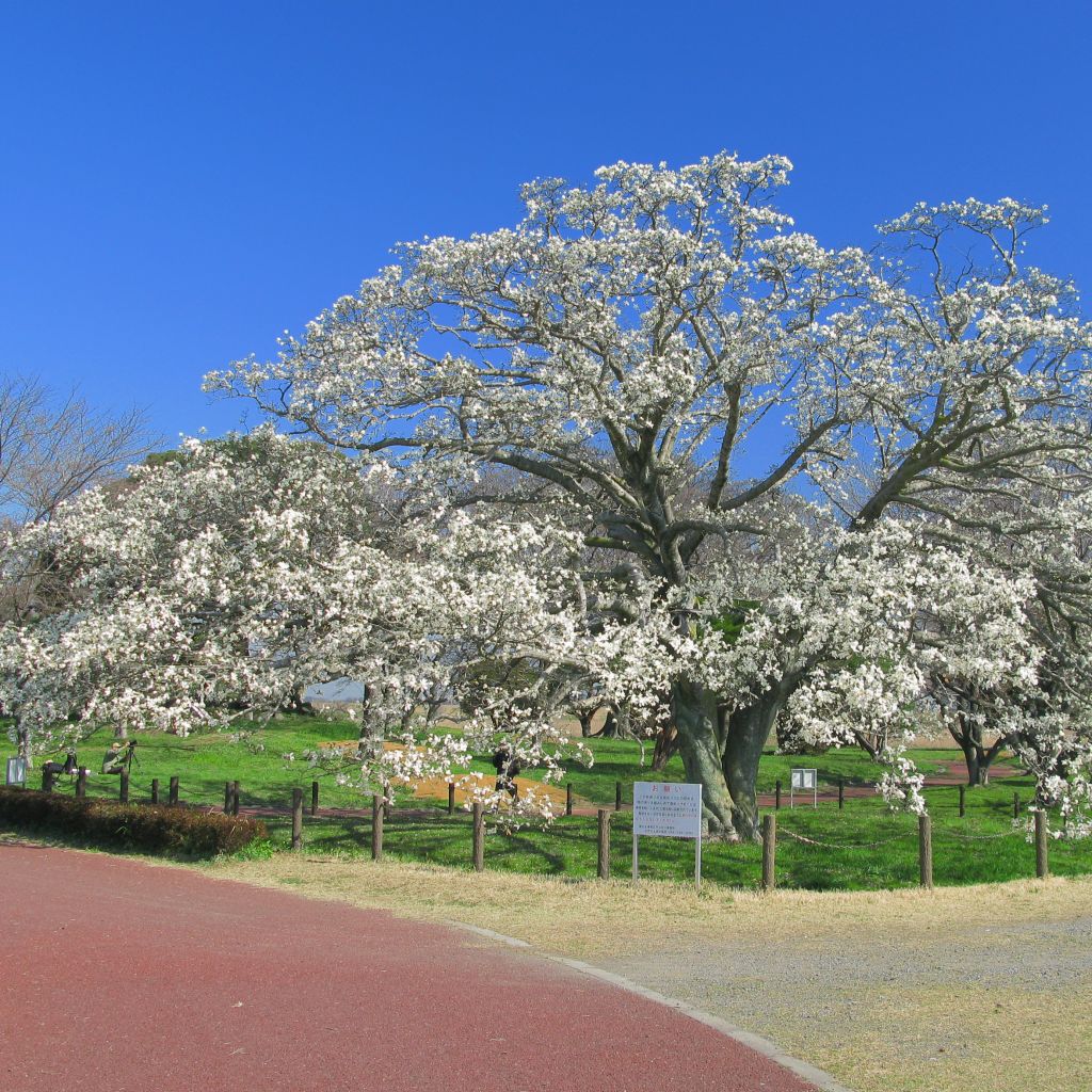 Magnolia kobus