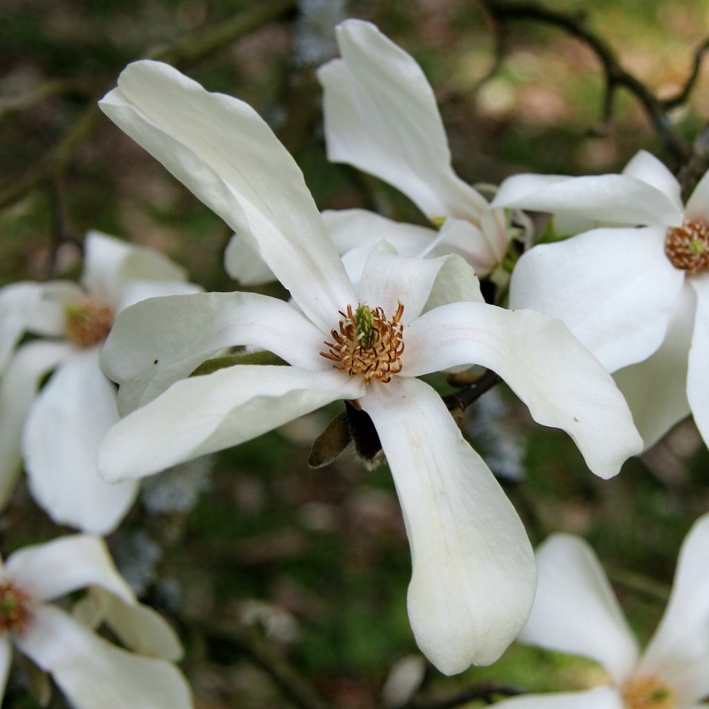 Magnolia kobus