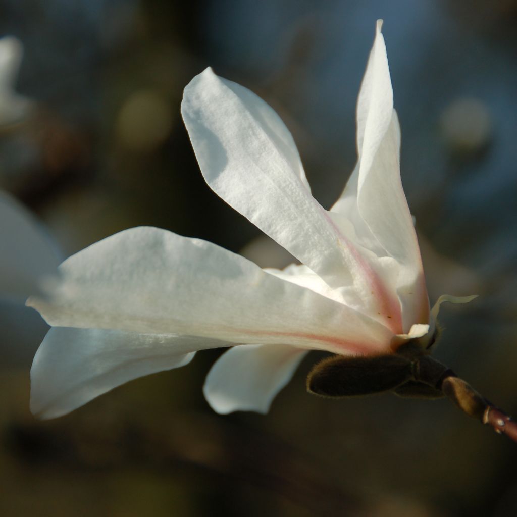 Magnolia kobus