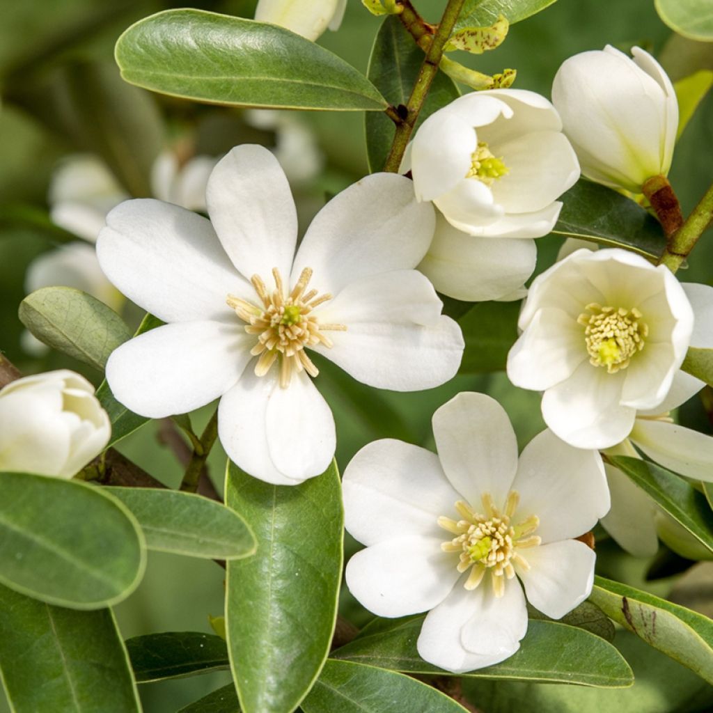 Magnolia laevifolia Vanilla Pearls