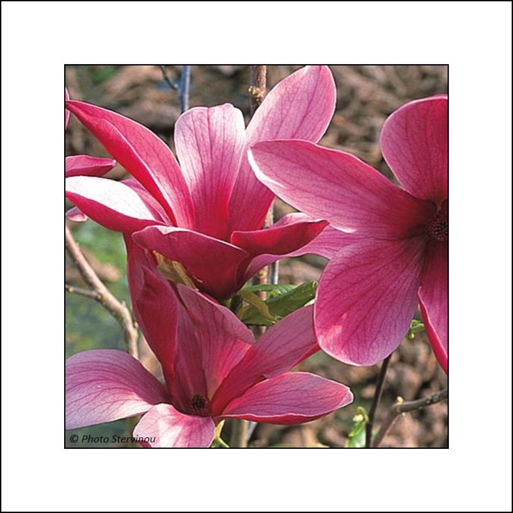 Magnolia liliflora Nigra 