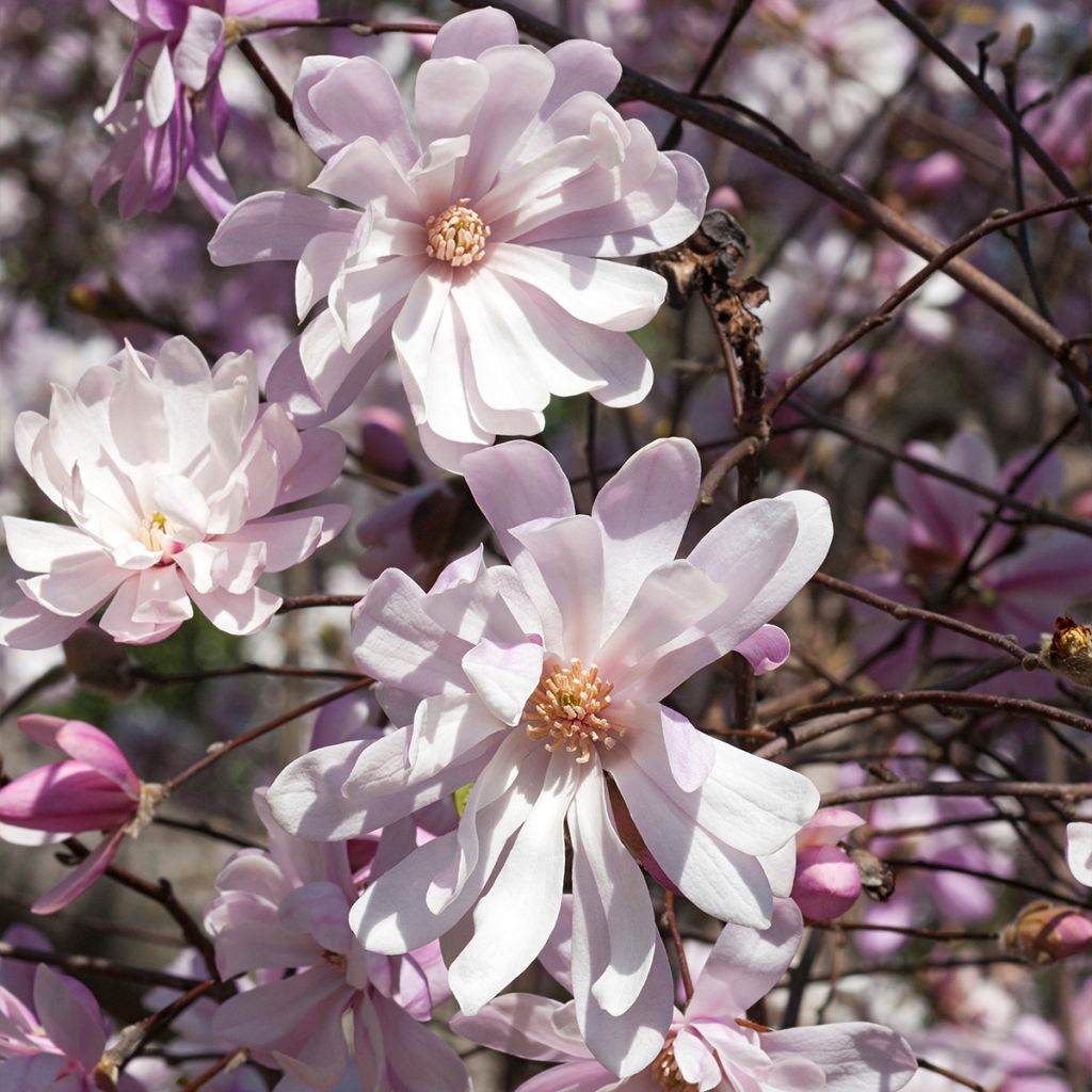 Magnolia stellata Rosea - Magnolia étoilé