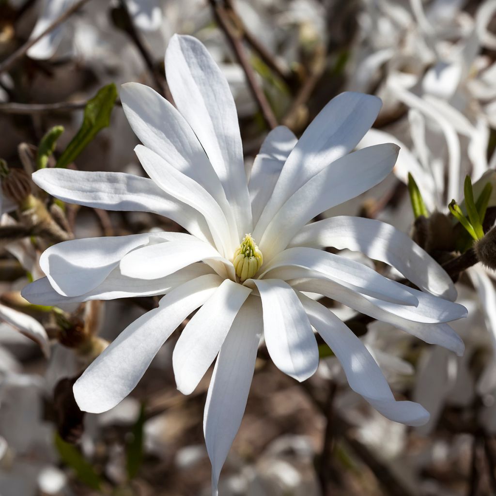 Magnolia stellata