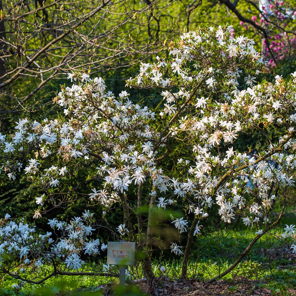 Magnolia stellata