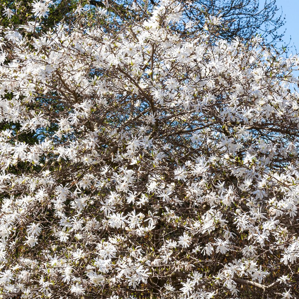 Magnolia stellata