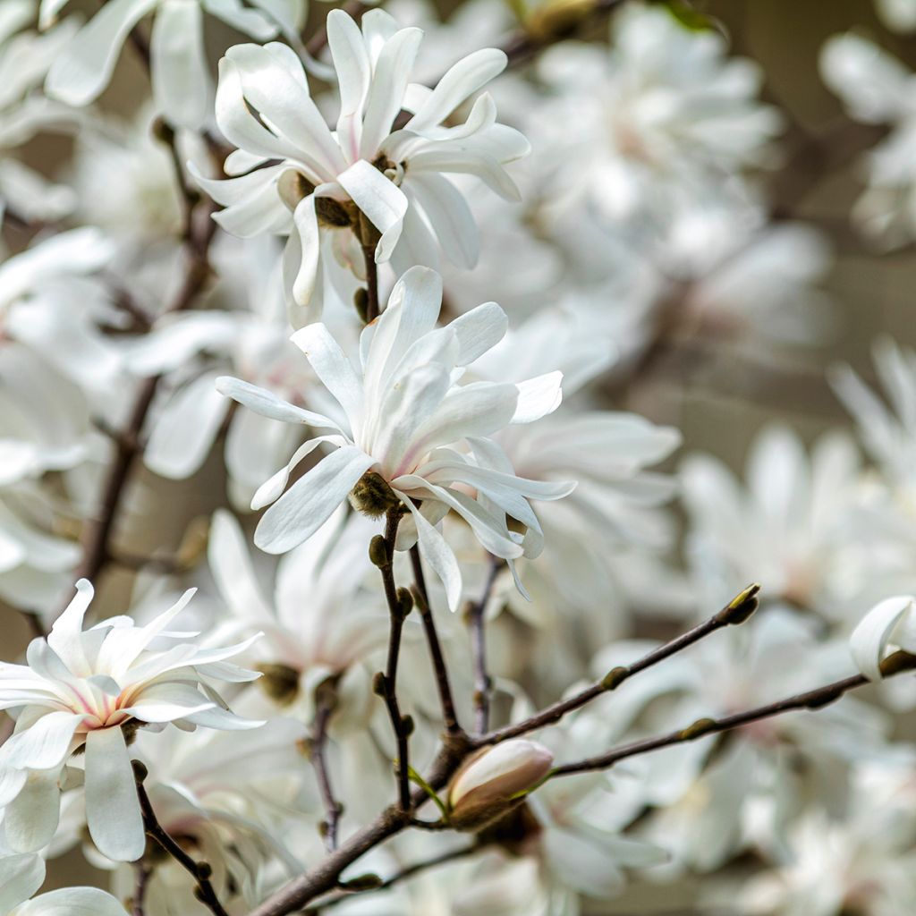 Magnolia stellata