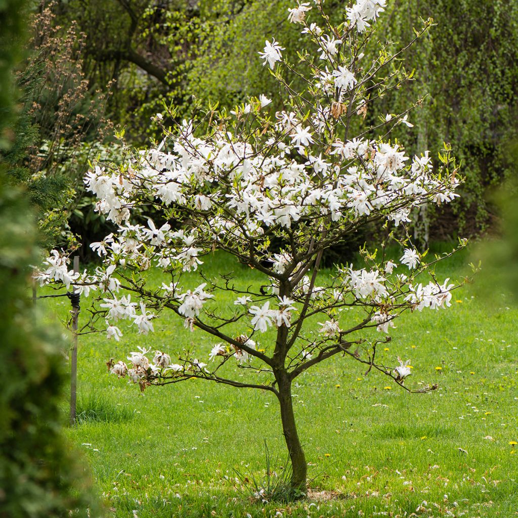 Magnolia stellata