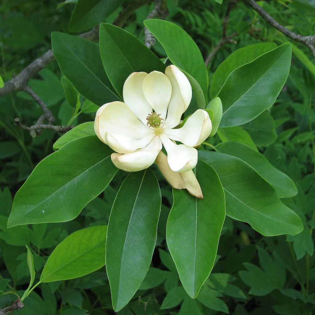 Magnolia virginiana Glauca - Magnolia de Virginie