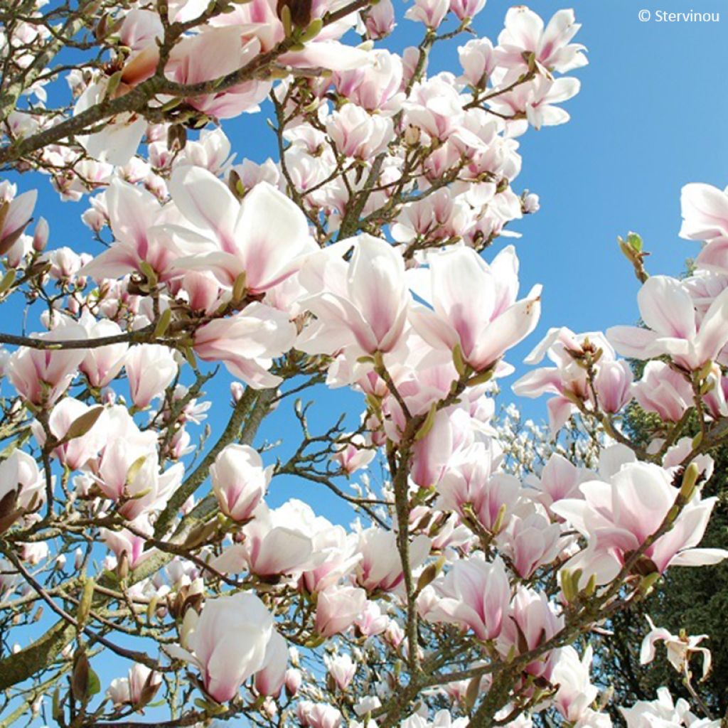 Magnolia soulangeana Picture Superba