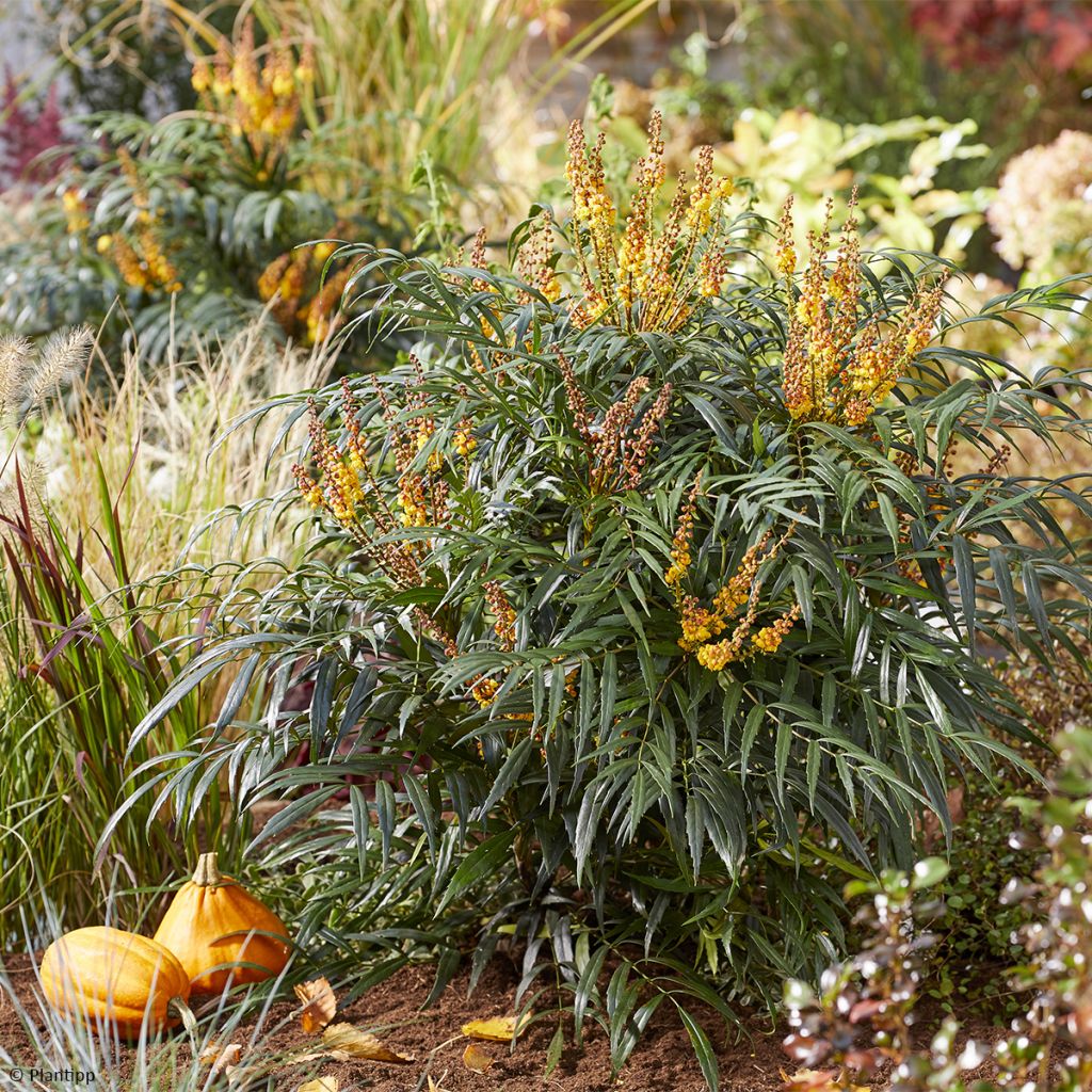 Mahonia Volcano