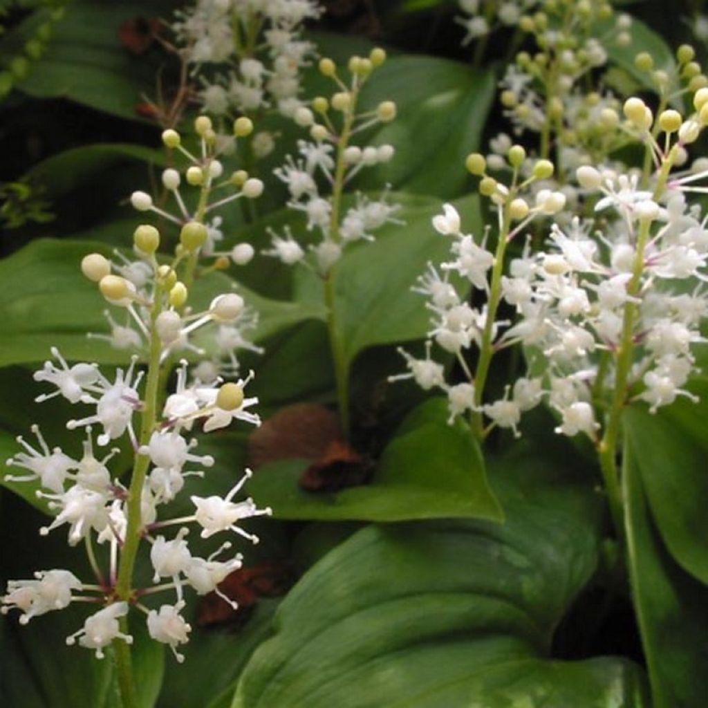 Maianthemum bifolium - Gramigna di Parnasso