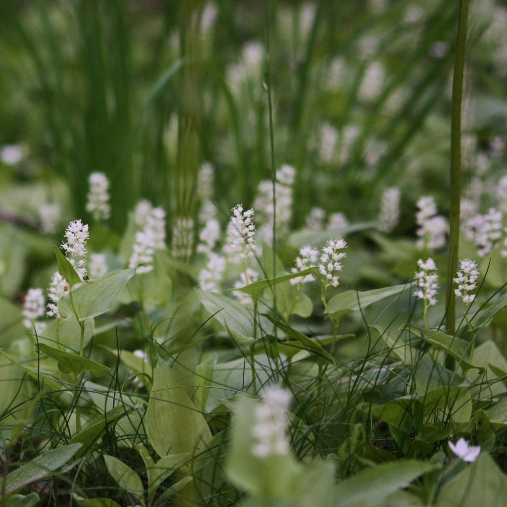 Maianthemum bifolium - Gramigna di Parnasso