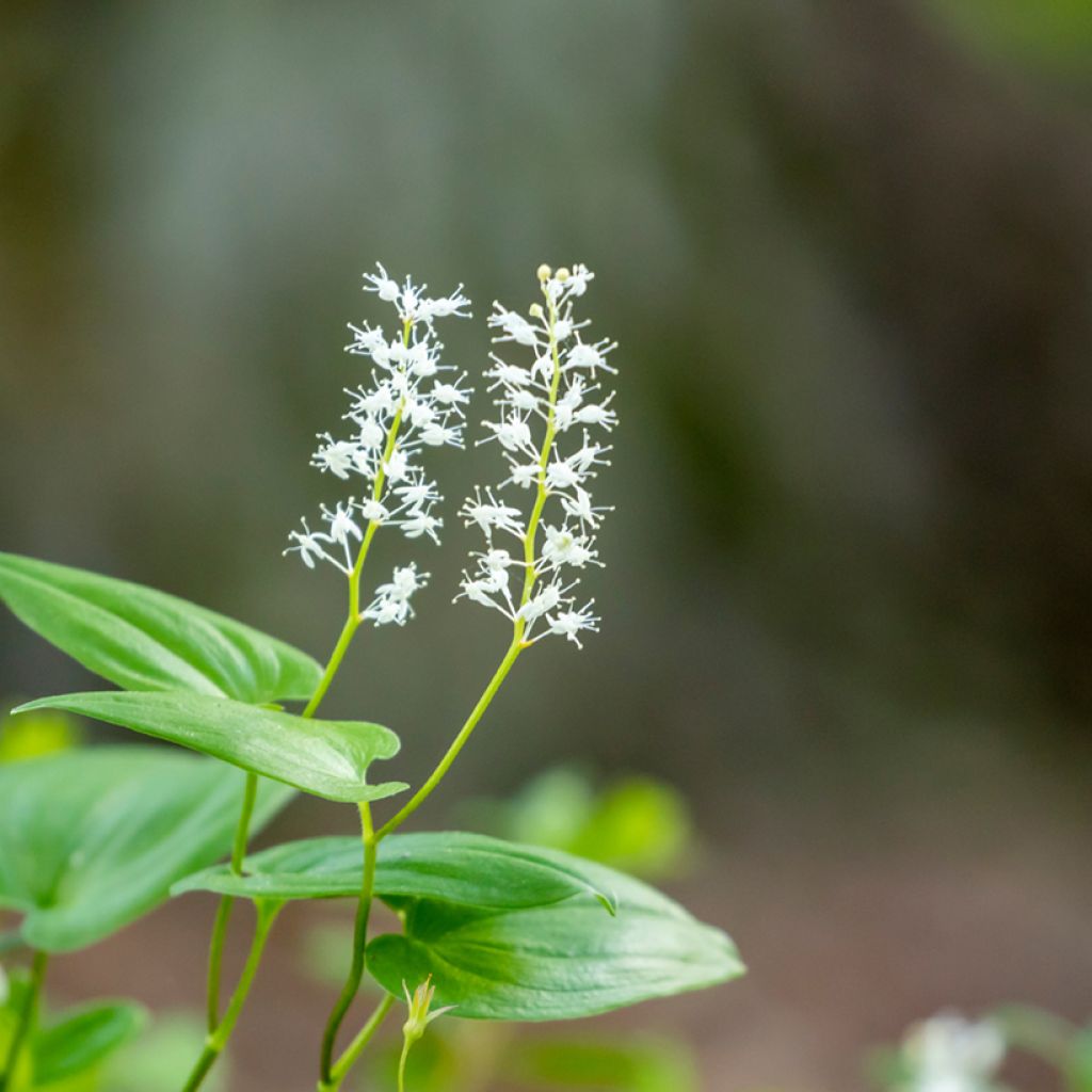 Maianthemum bifolium - Gramigna di Parnasso