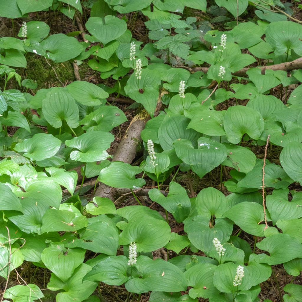 Maianthemum bifolium - Gramigna di Parnasso