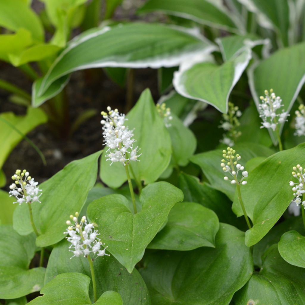 Maianthemum bifolium - Gramigna di Parnasso