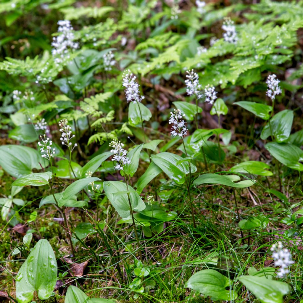 Maianthemum bifolium - Gramigna di Parnasso