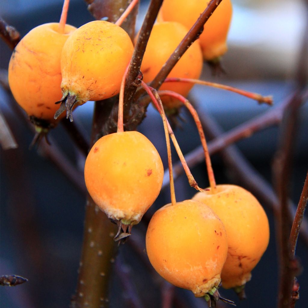 Malus Comtesse De Paris - Melo da fiore