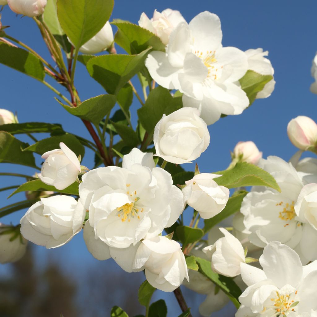 Malus Madonna - Melo da fiore