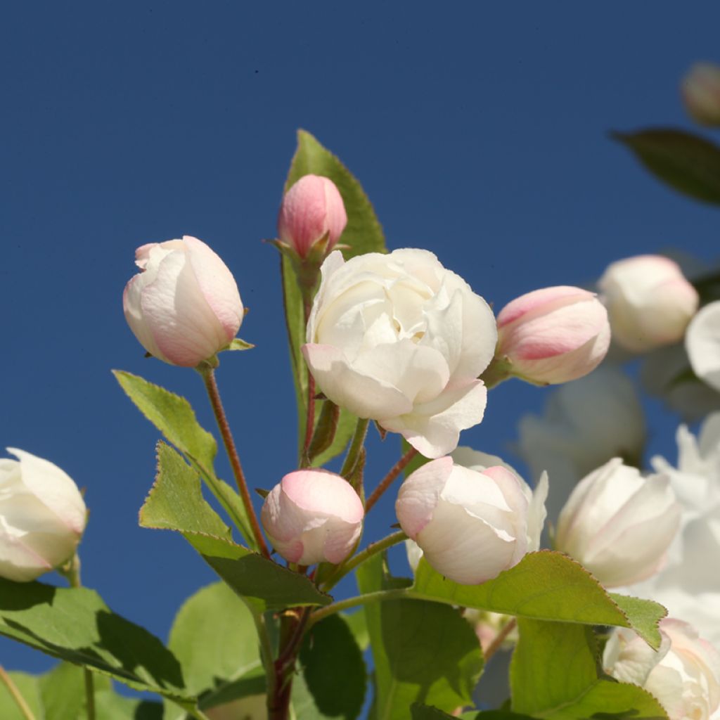 Malus Madonna - Melo da fiore