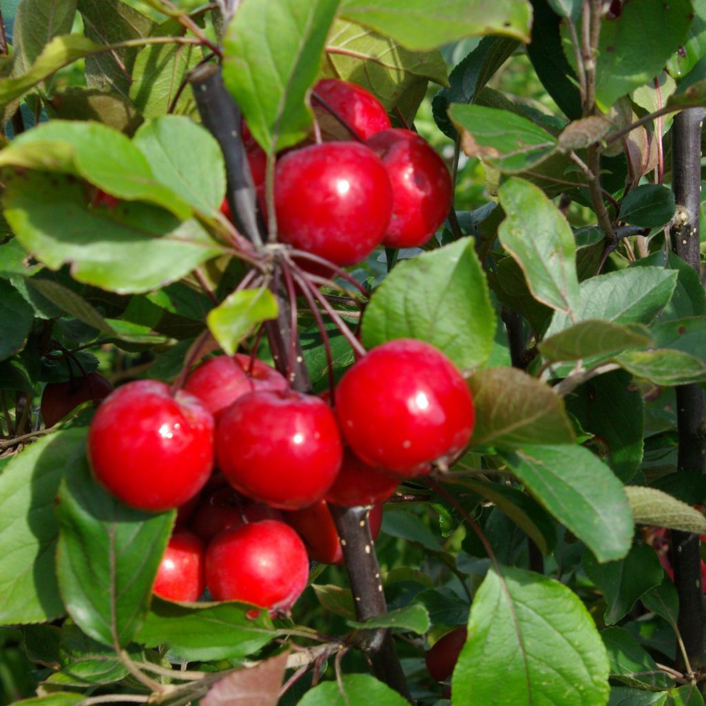 Malus purpurea Neville Copeman - Melo da fiore