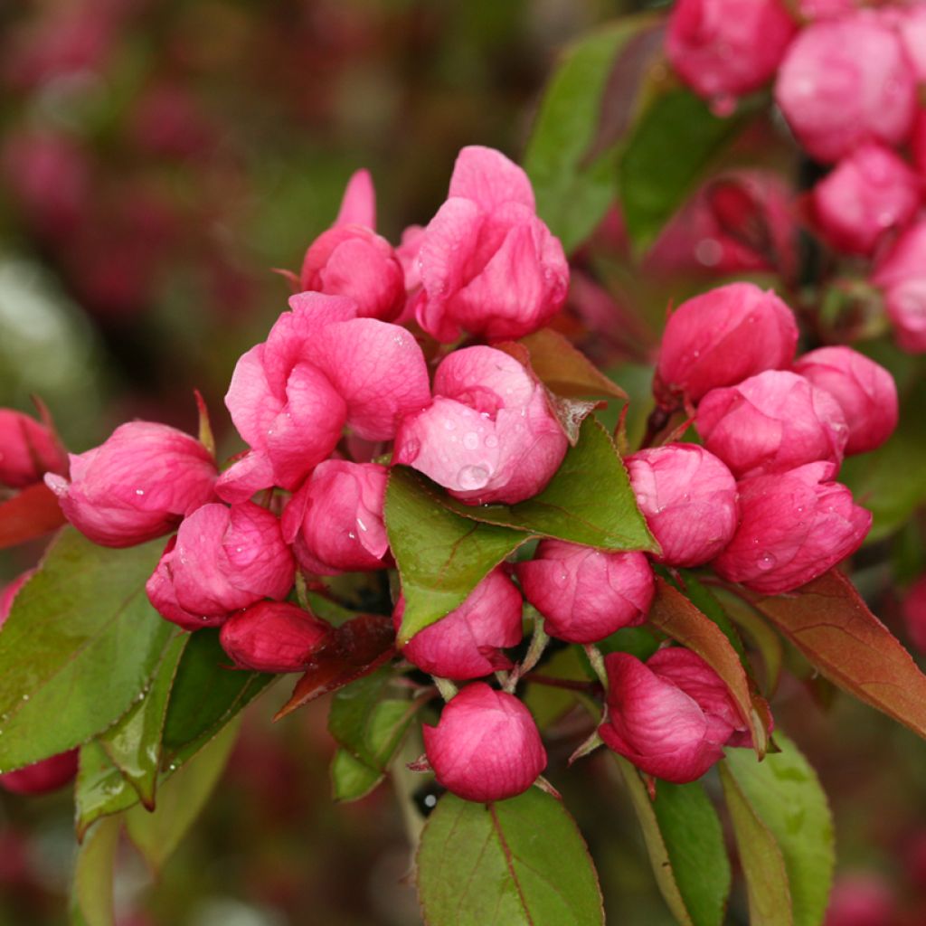 Malus Ola - Melo da fiore