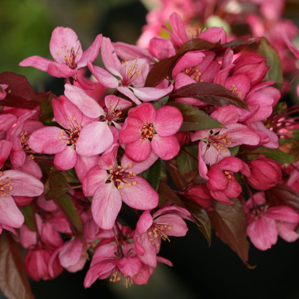 Malus Paul Hauber - Melo da fiore