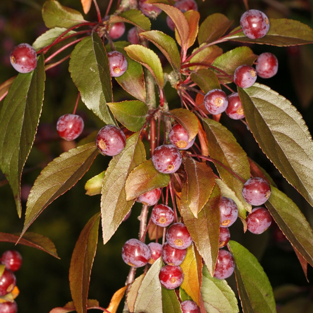 Malus Paul Hauber - Melo da fiore