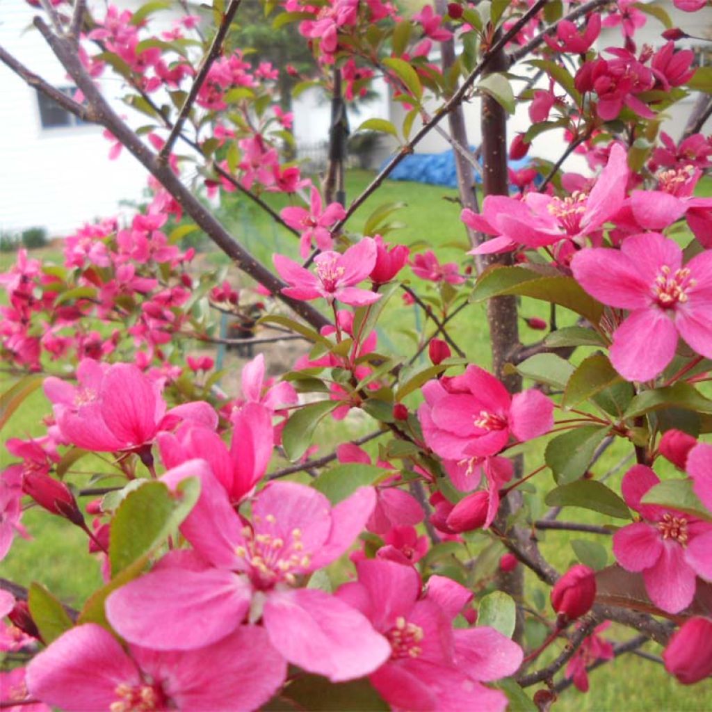 Pommier d'ornement - Malus Prairiefire.