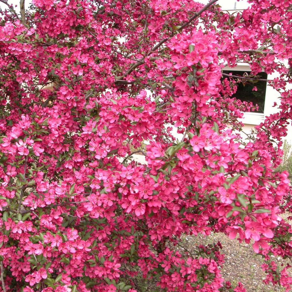 Pommier d'ornement - Malus Prairiefire.