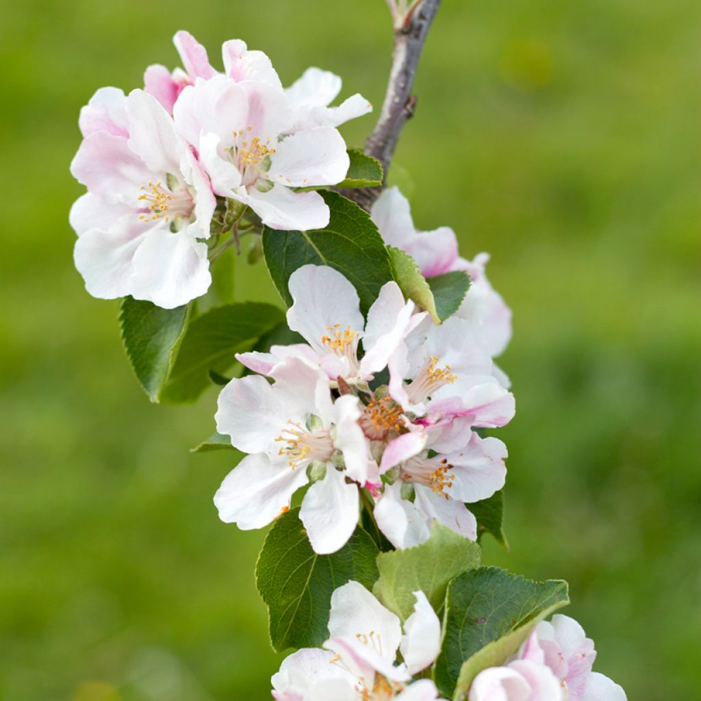 Melo Bramley's Seedling