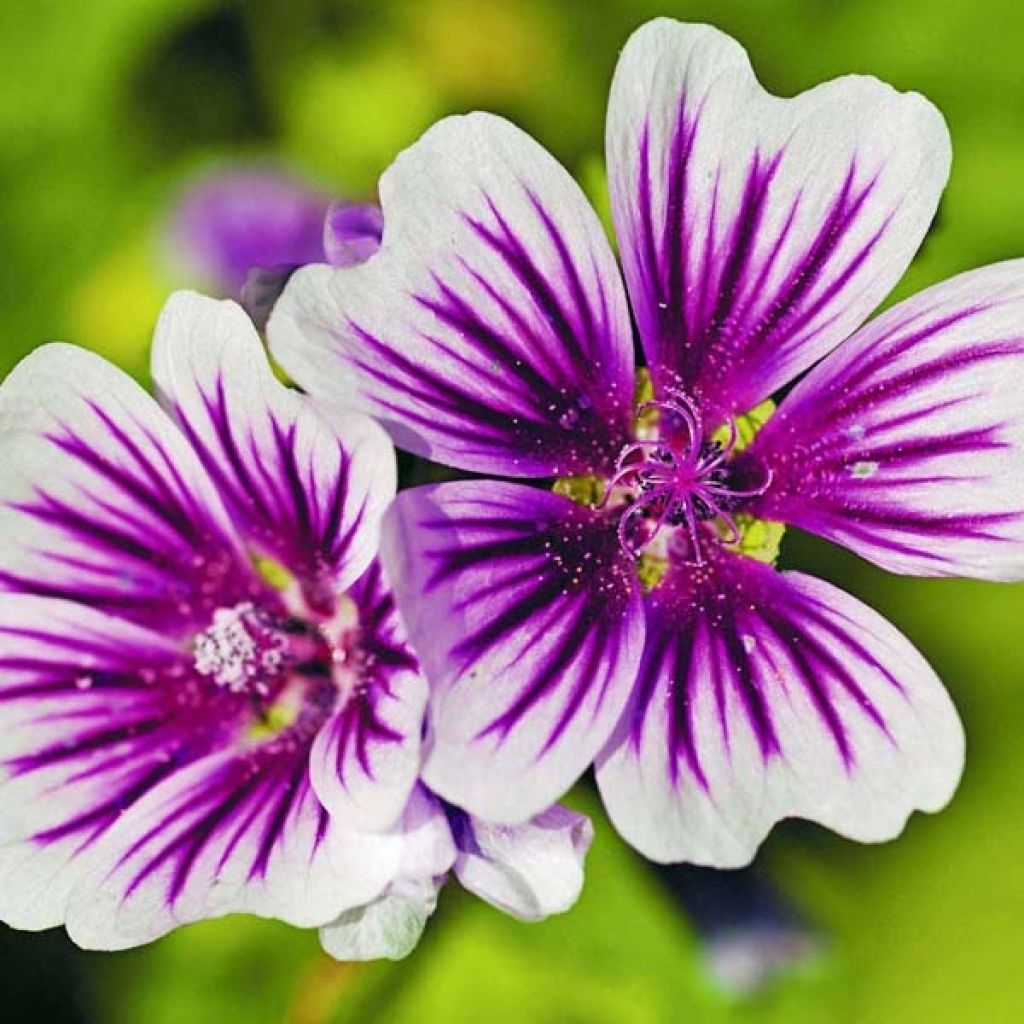 Malva ou Mauve sylvestris Zebrina