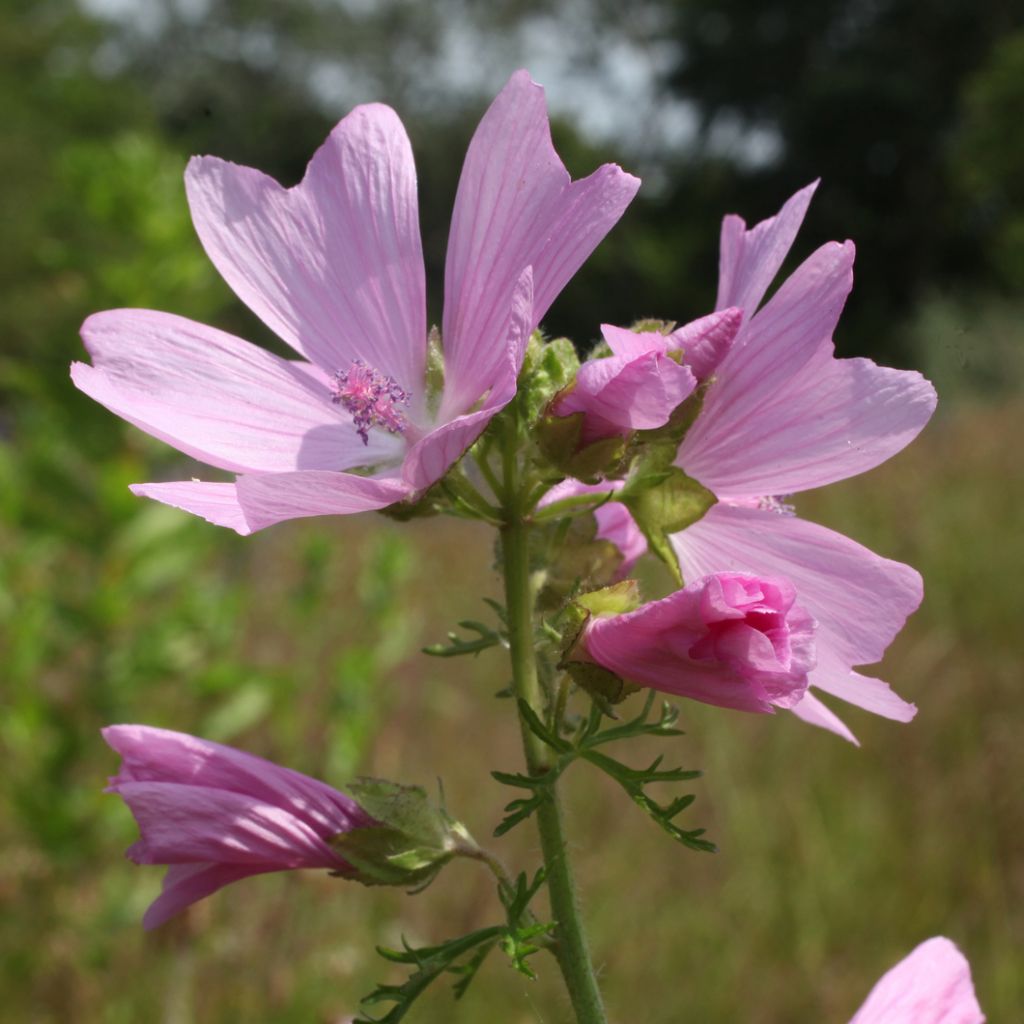 Malva moschata rosea - Malva muschiata