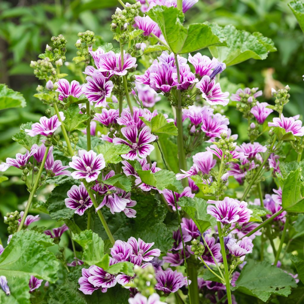 Malva sylvestris Zebrina Blue - Malva selvatica