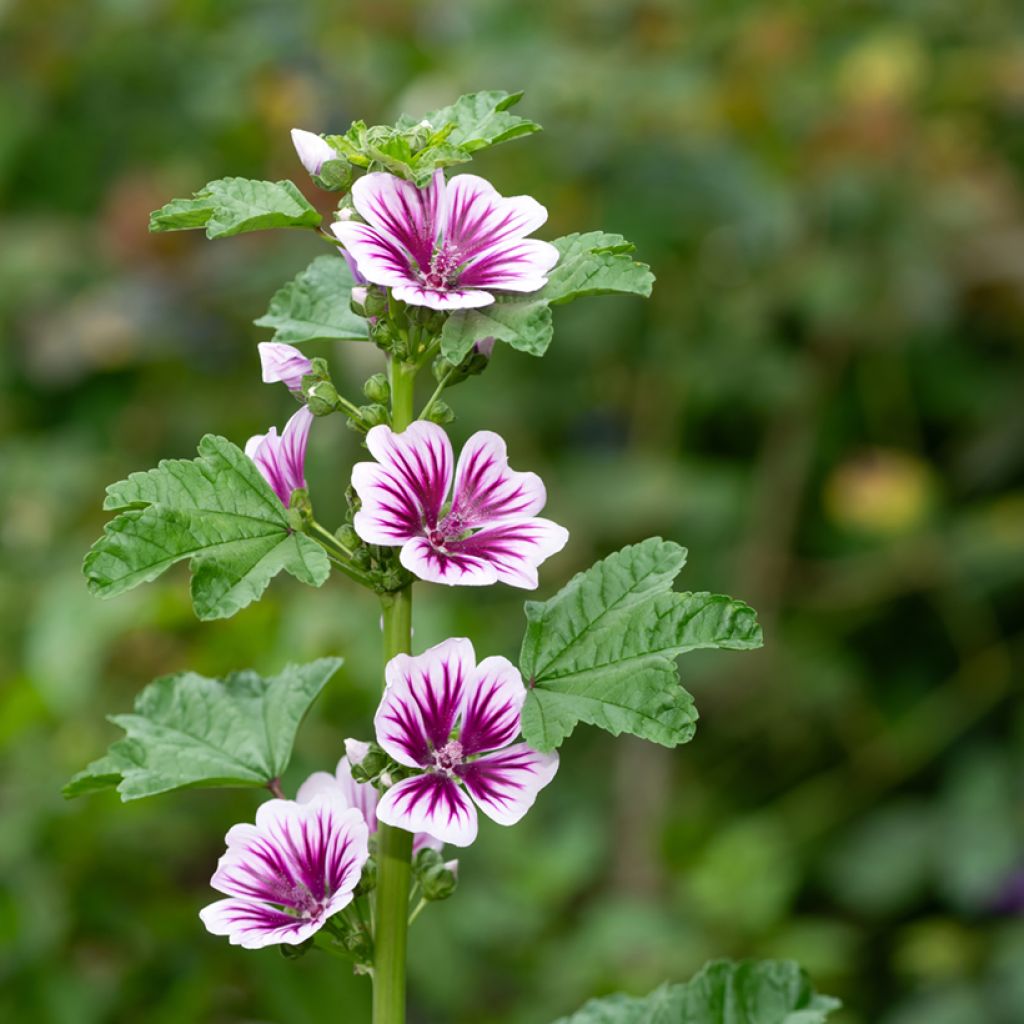 Malva sylvestris Zebrina Blue - Malva selvatica