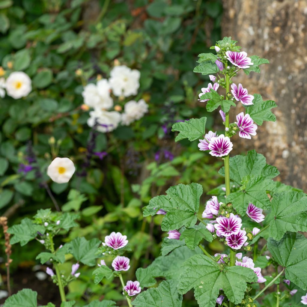 Malva sylvestris Zebrina Blue - Malva selvatica