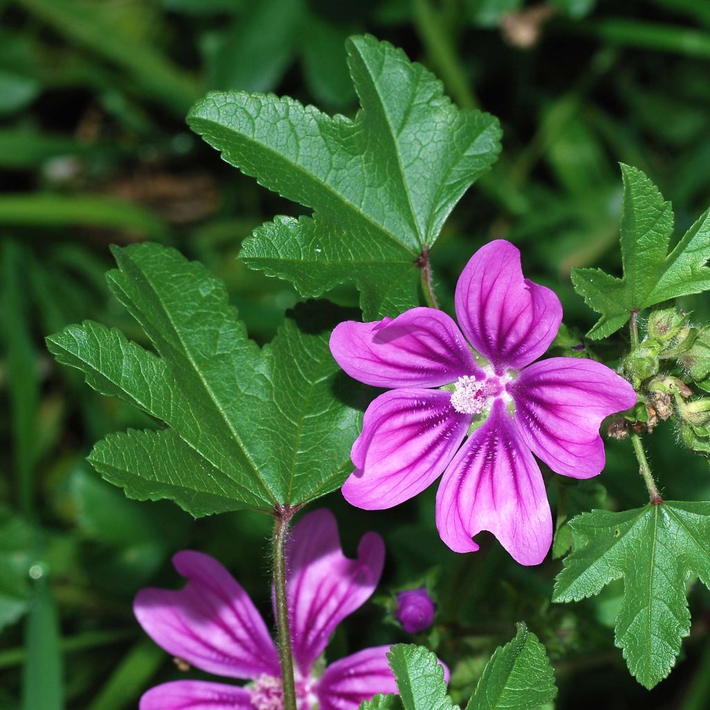 Mauve - Malva sylvestris