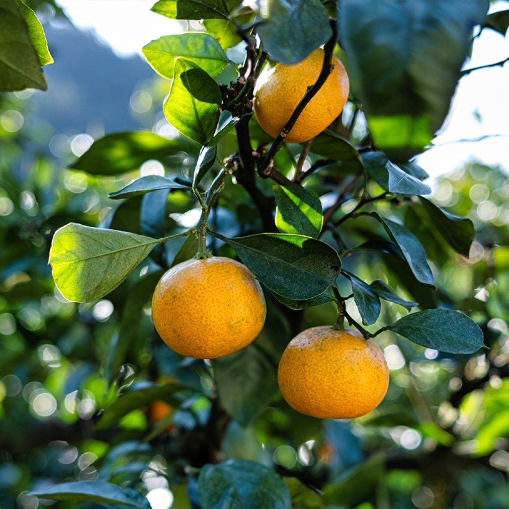 Citrus reticulata subsp. unshiu - Mandarino satsuma