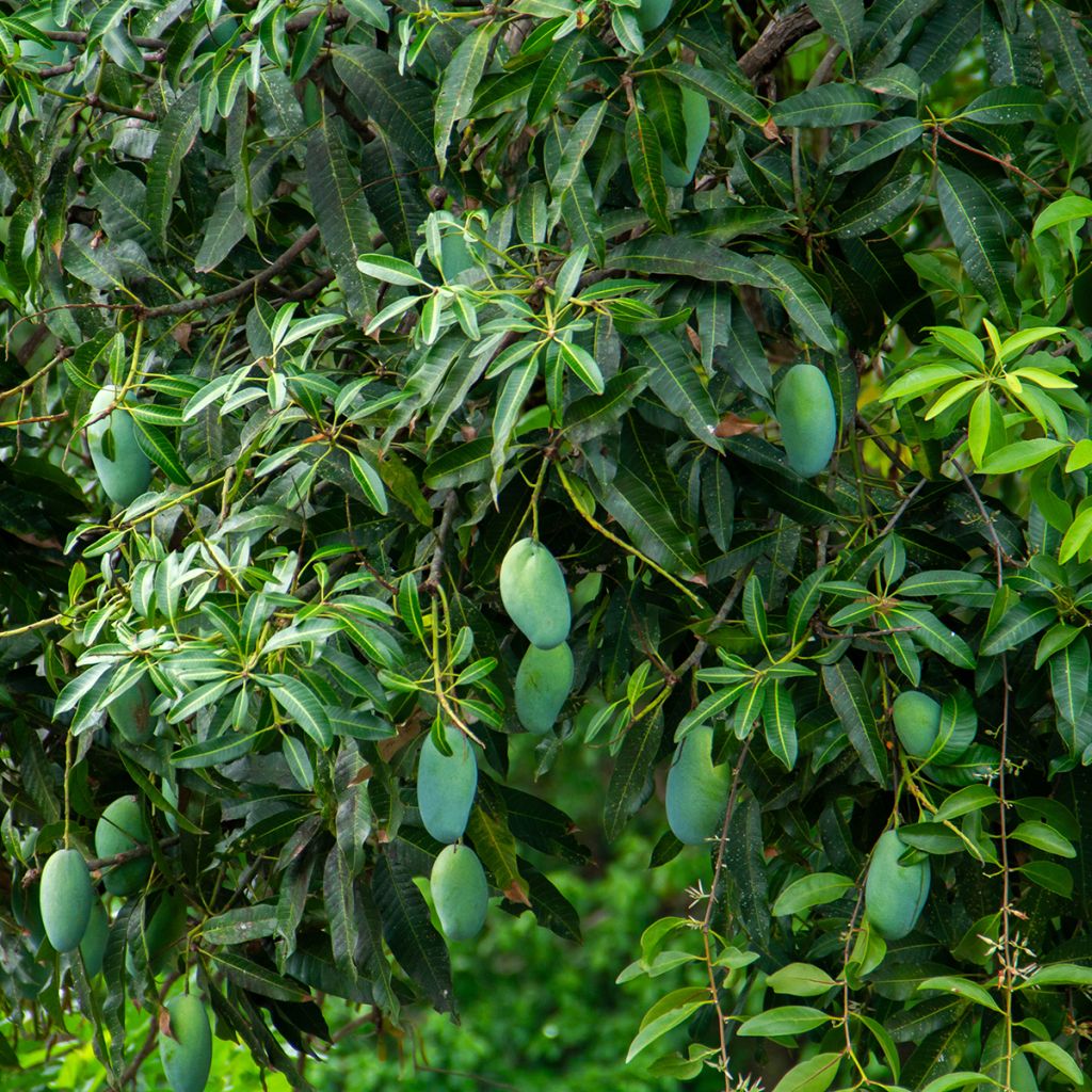 Mangifera indica - Mango