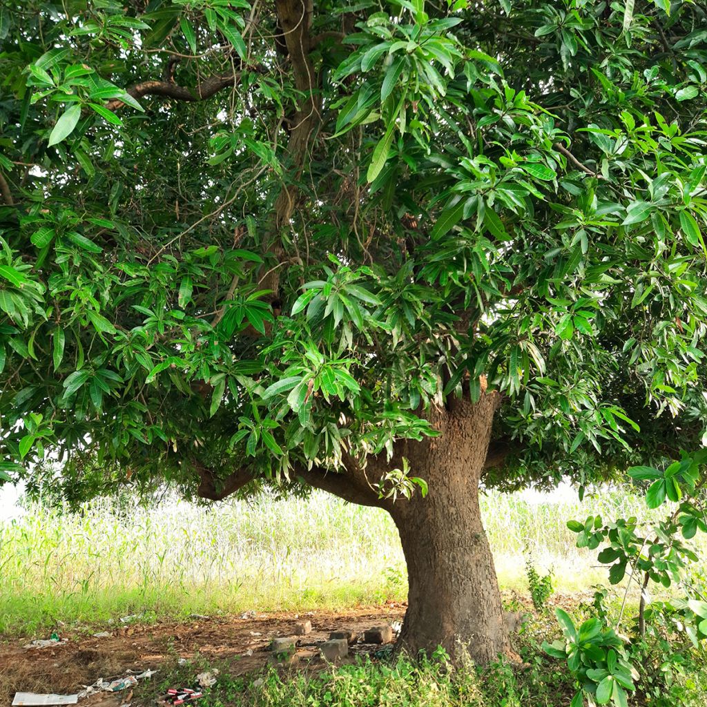 Mangifera indica - Mango