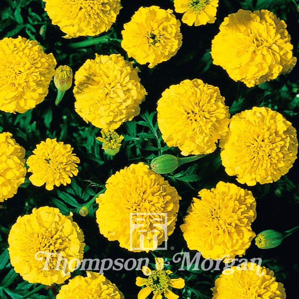 Tagetes patula Boy O Boy Yellow - Tagete